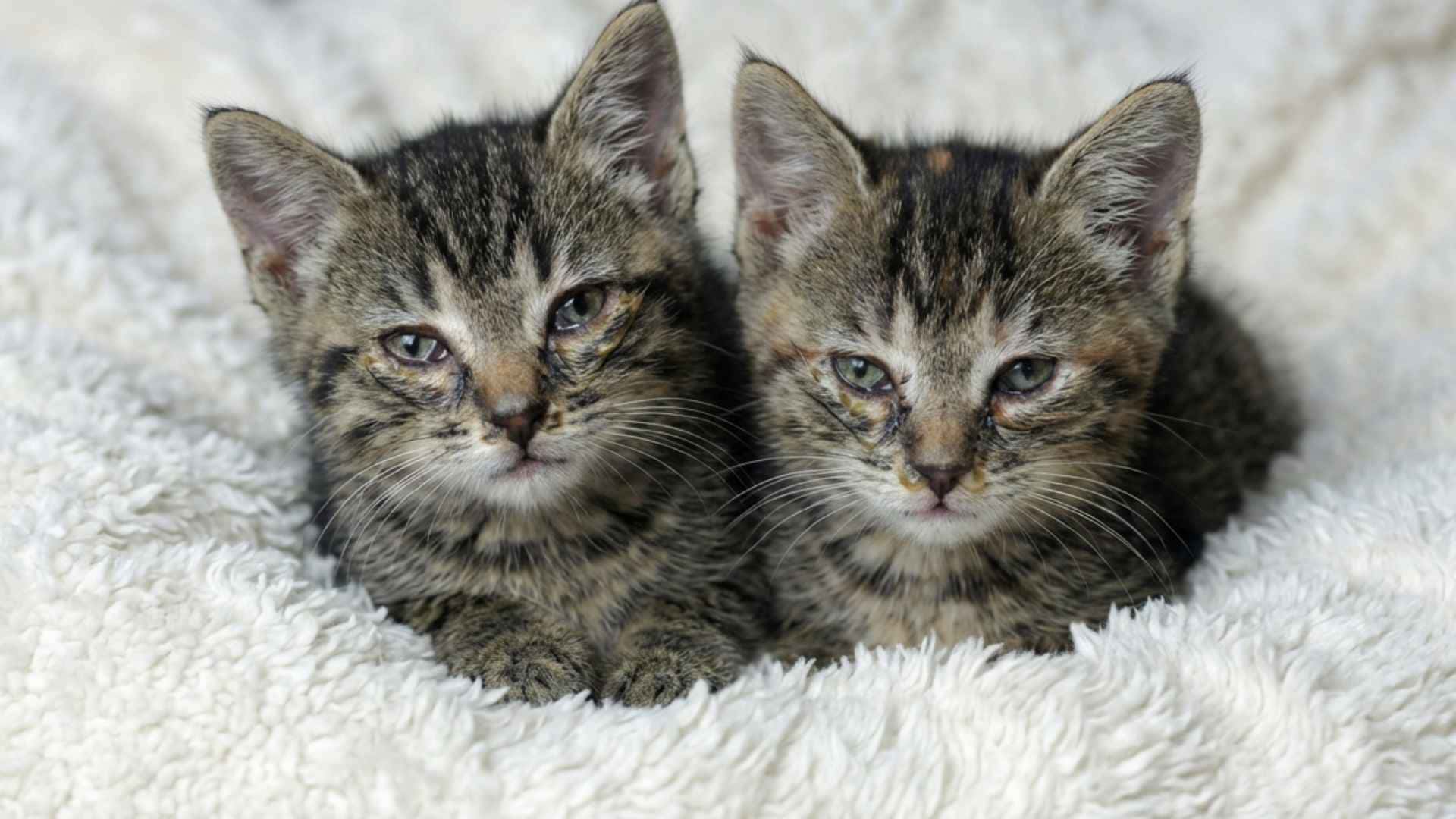 Fotos gatos con herpesvirus